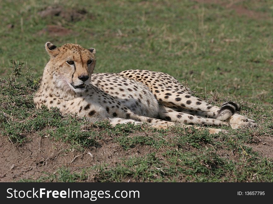 Cheetah laying in the grass with sunlight