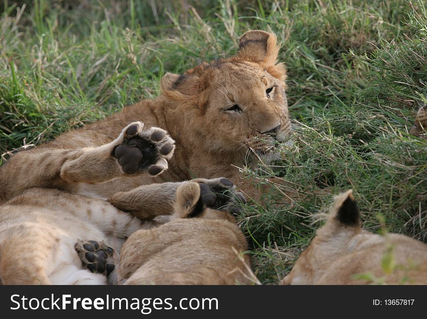 Group of lions laying in high grass (Serengeti National Park).