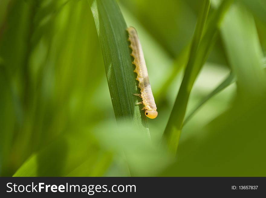 Yellow caterpillar on grass blade