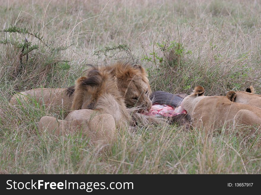 Group of lions