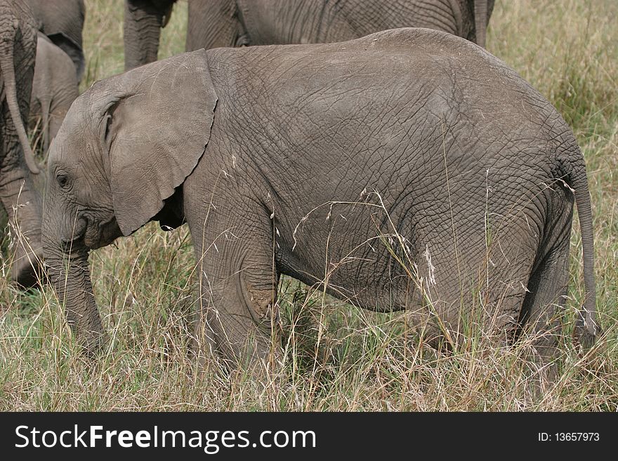 Elefant cub walking through Serengeti NP