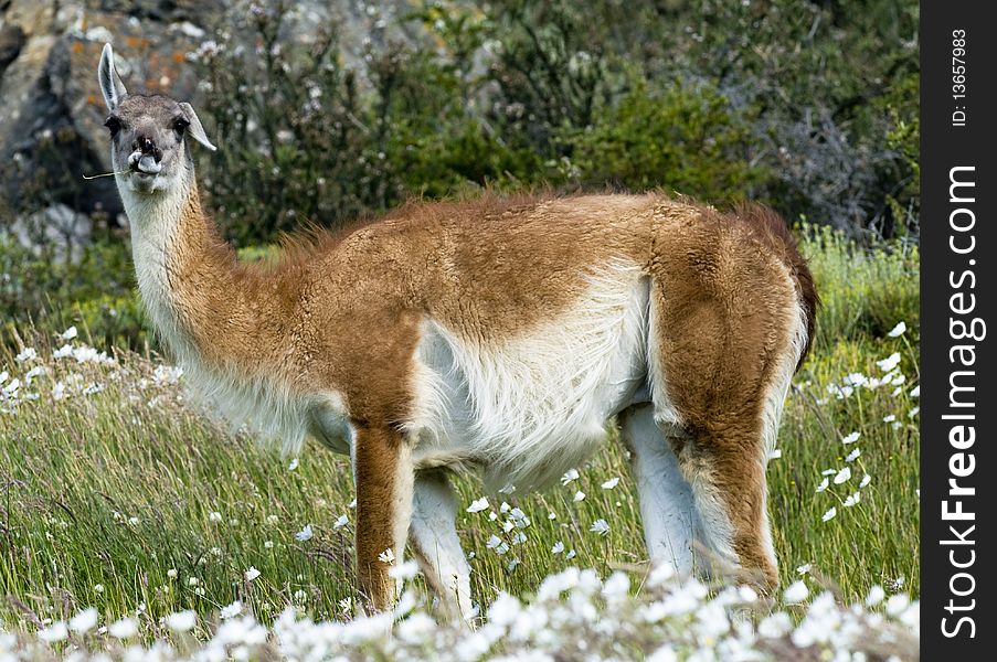 A Guanaco in a meadow full of white flowers, one ear up and one down - Argentina. A Guanaco in a meadow full of white flowers, one ear up and one down - Argentina.