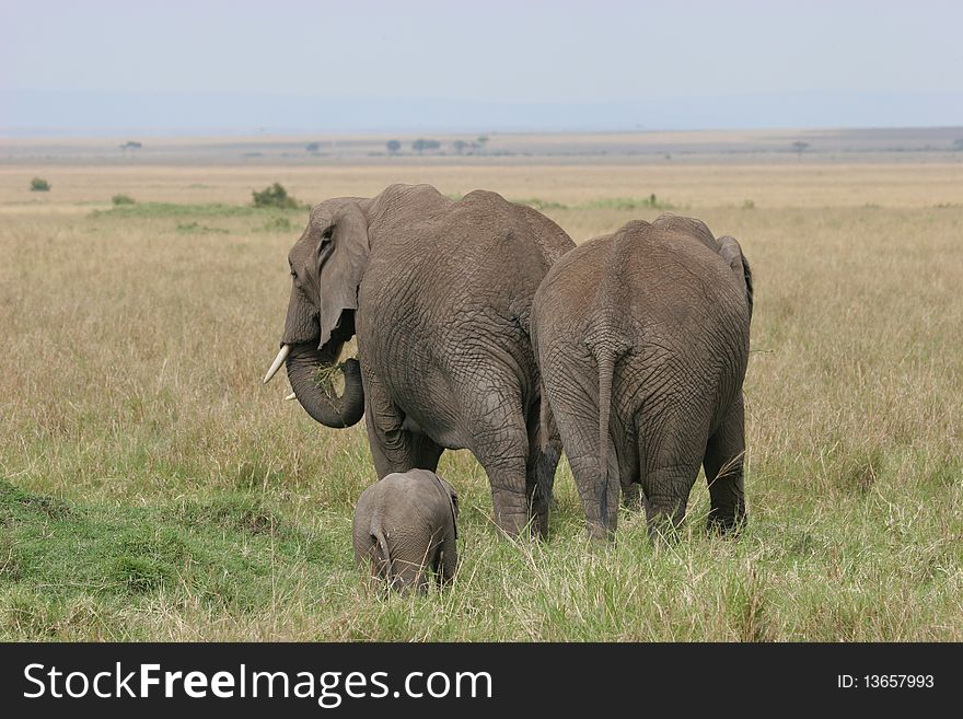 Elefant herd walking through Serengeti NP. Elefant herd walking through Serengeti NP