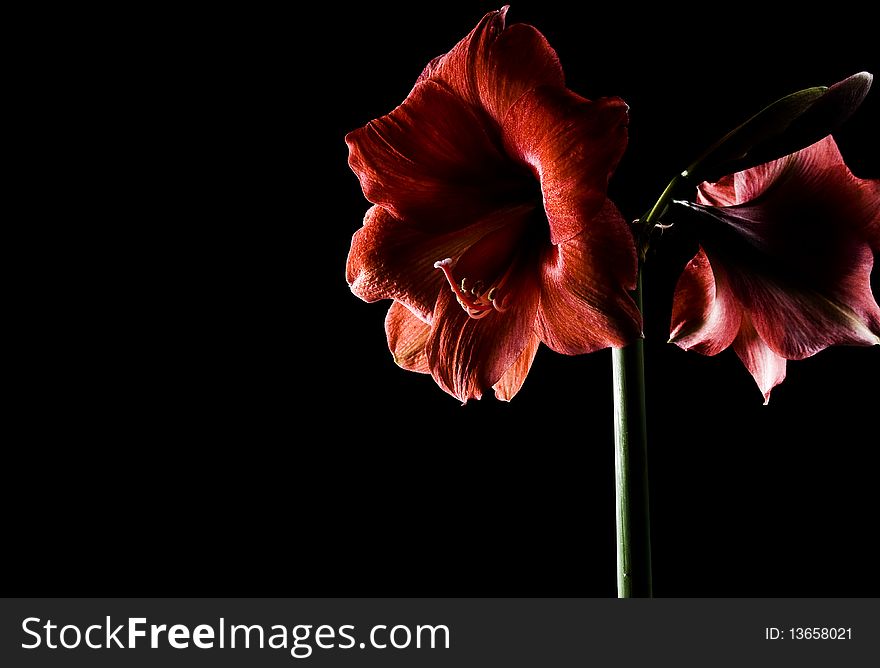 Red flower amaryllis with strong contrast