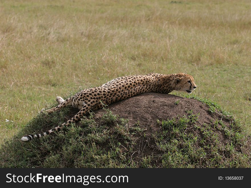 Cheetah laying in the grass with sunlight