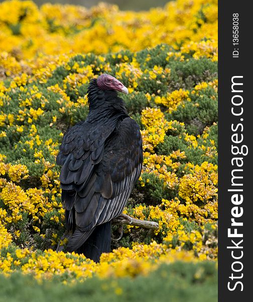 Turkey Vulture, Yellow Flowers