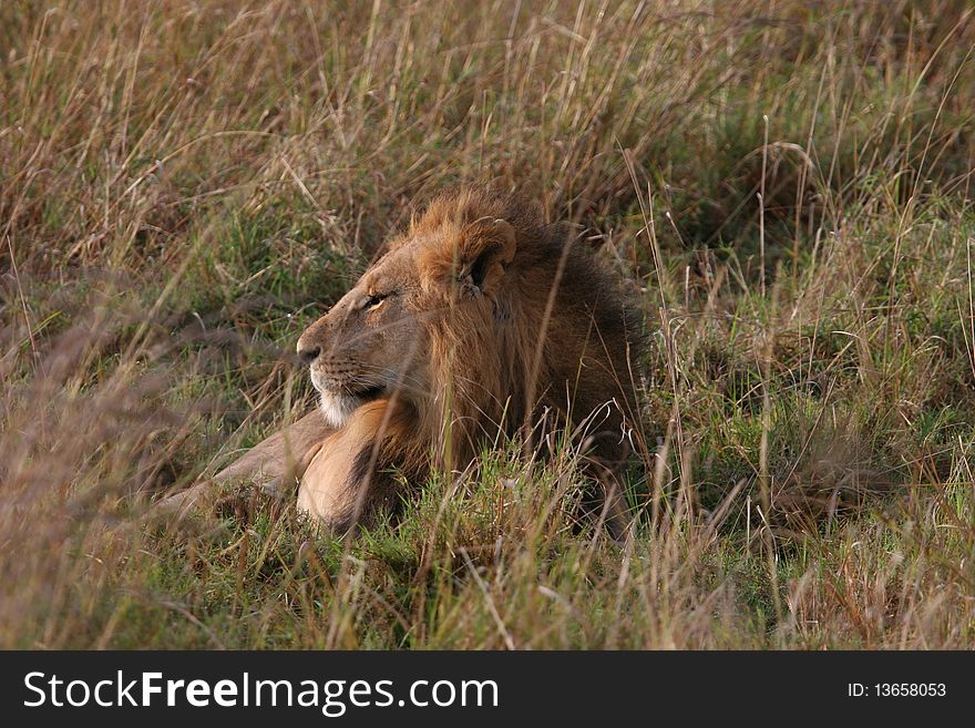 Male lion laying in the grass in Serengeti NP