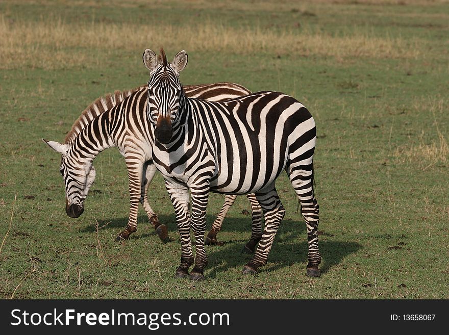 Two Zebras in the grass in Serengeti NP