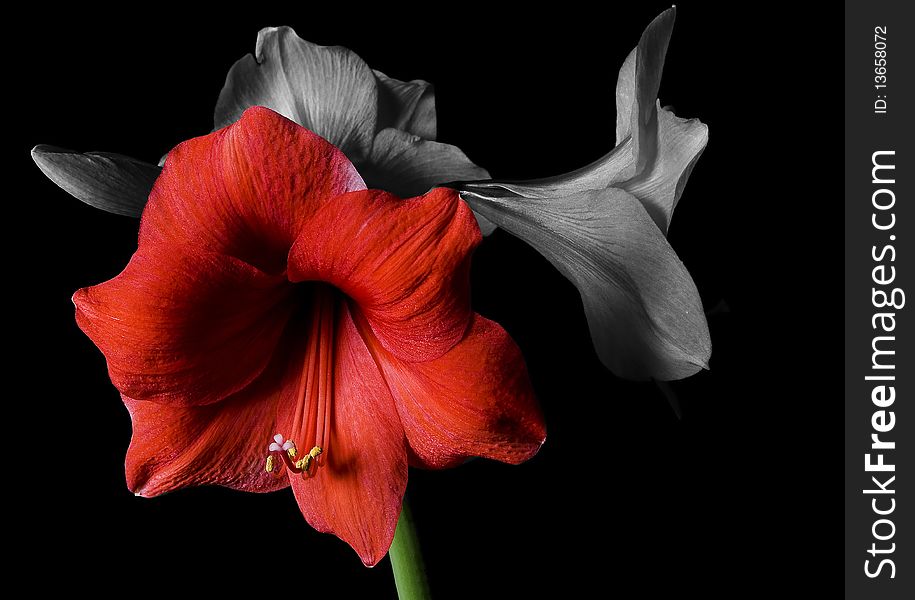 Flower amaryllis black, white and colord