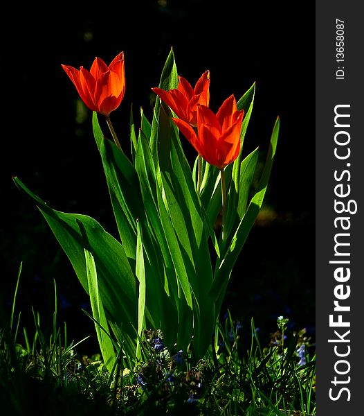 Red tulips in the garden in interessting light