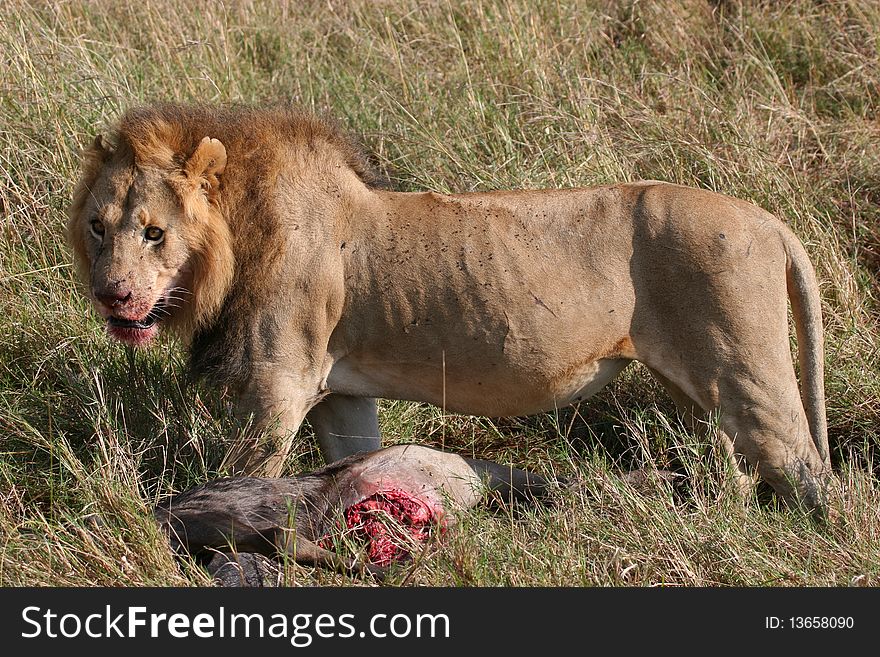 Male lion and prey animal in high grass