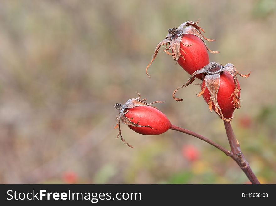 Wild Rose Hips