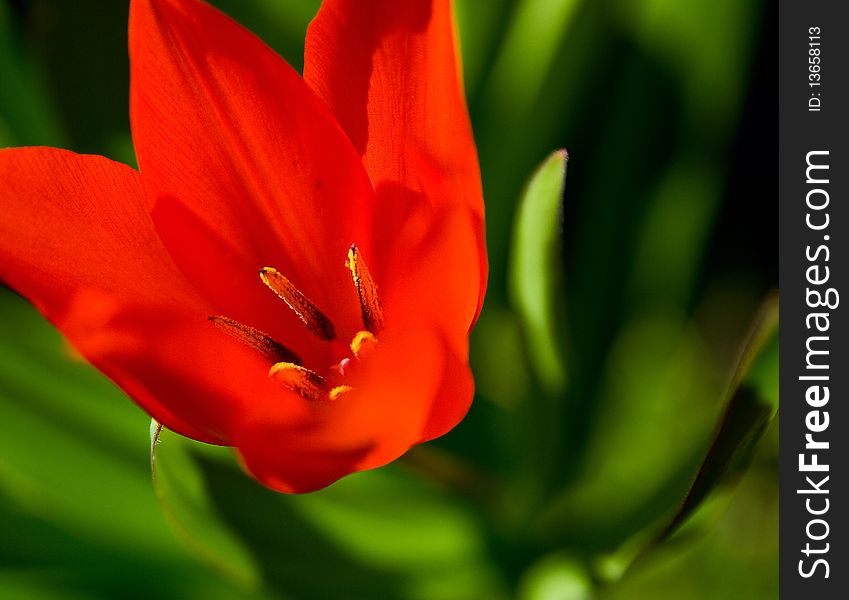 Red tulip in the garden