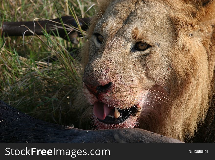 Male lion head and prey animal in high grass