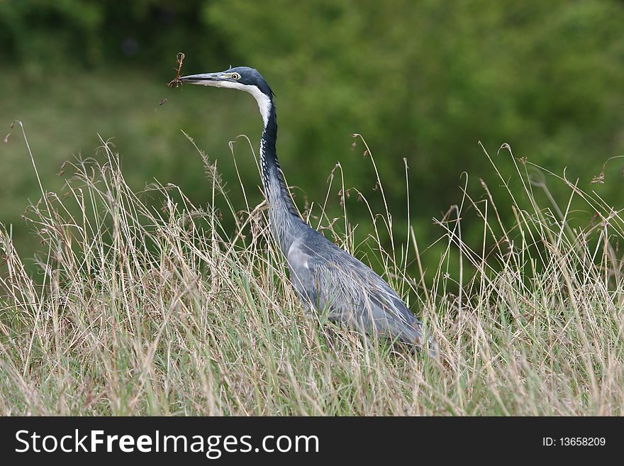 Heron with Fish in high grass in Serengeti Nation Park