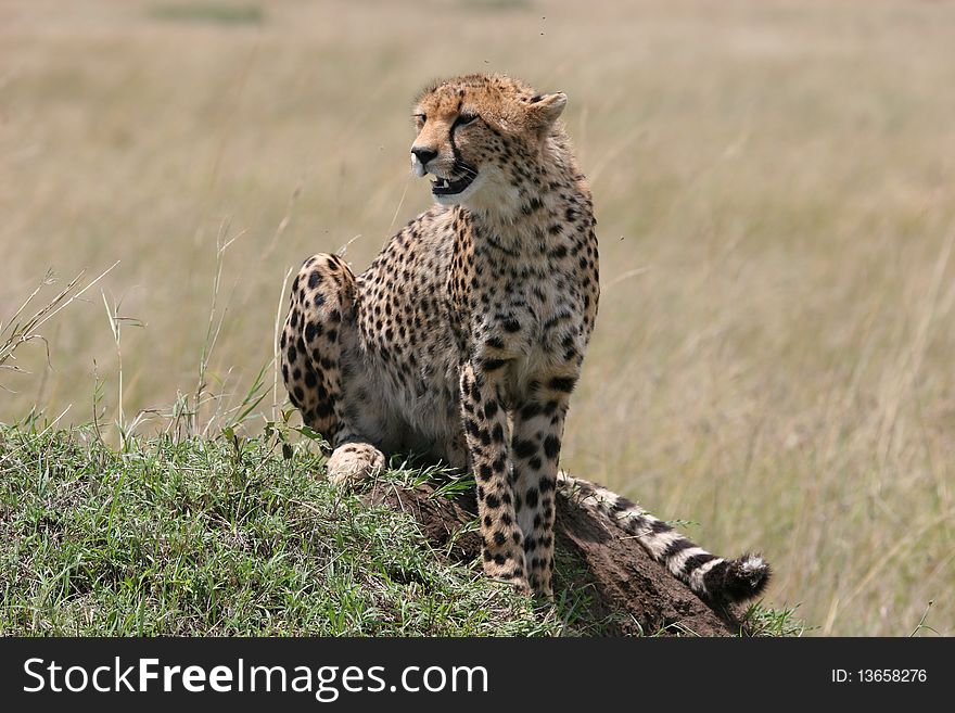 Cheetah resting in the grass with sunlight