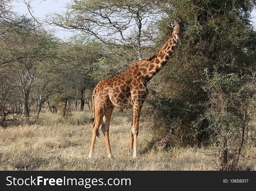 Giraffe in Serengeti National Park very close