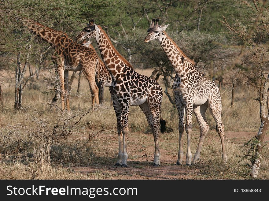 Giraffes in Serengeti National Park very close