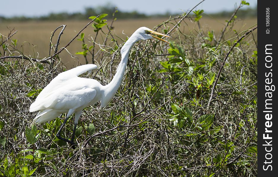 Great white heron perches in the brush, in the marshes of the everglades. Great white heron perches in the brush, in the marshes of the everglades