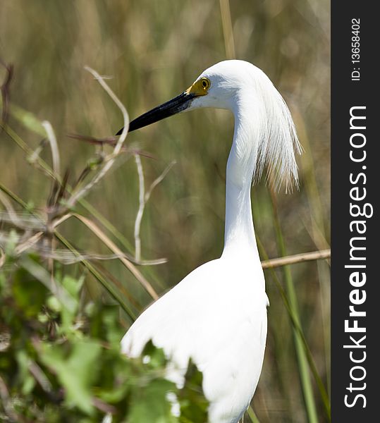 A snowy egret in the mangrove swamp. A snowy egret in the mangrove swamp