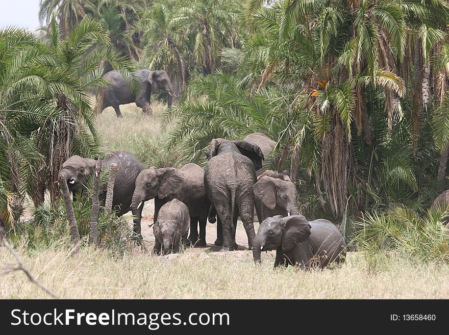 Elephant herd walking through Serengeti NP