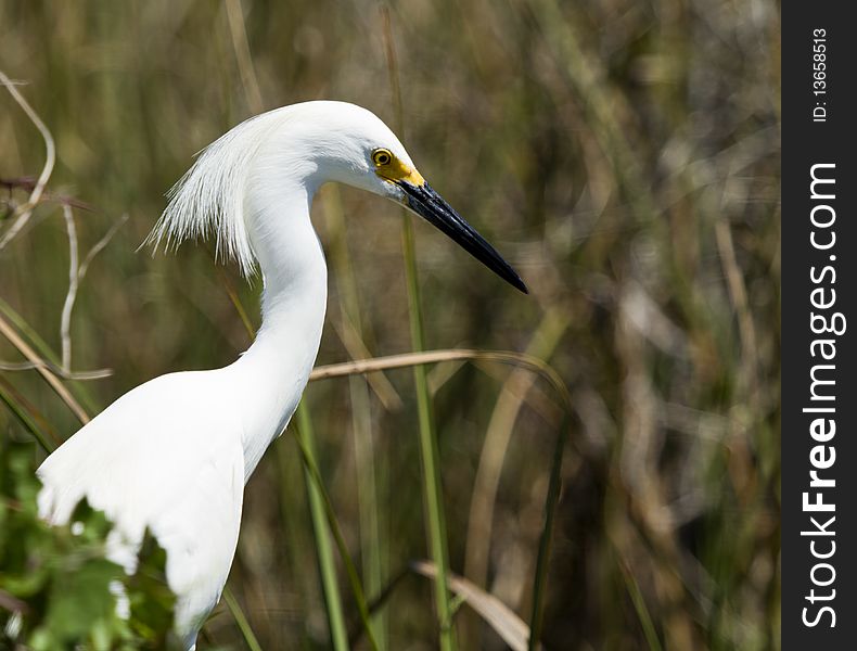 A snowy egret in the mangrove swamp. A snowy egret in the mangrove swamp