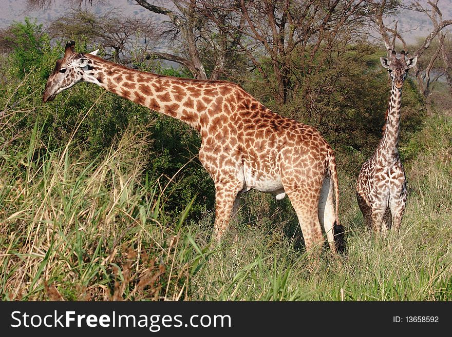 Two Giraffes in Serengeti National Park very close