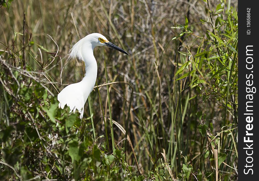 A snowy egret in the mangrove swamp. A snowy egret in the mangrove swamp