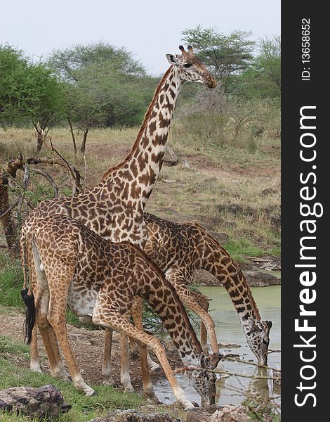 Three Giraffes drinking water in Serengeti National Park very close