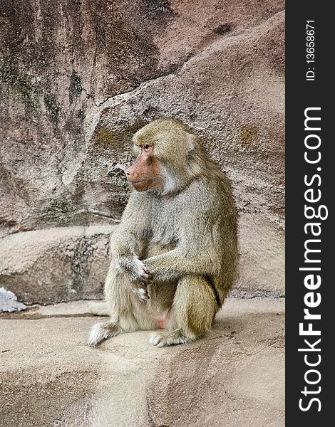 Baboon in zoo in contemplative pose. Baboon in zoo in contemplative pose