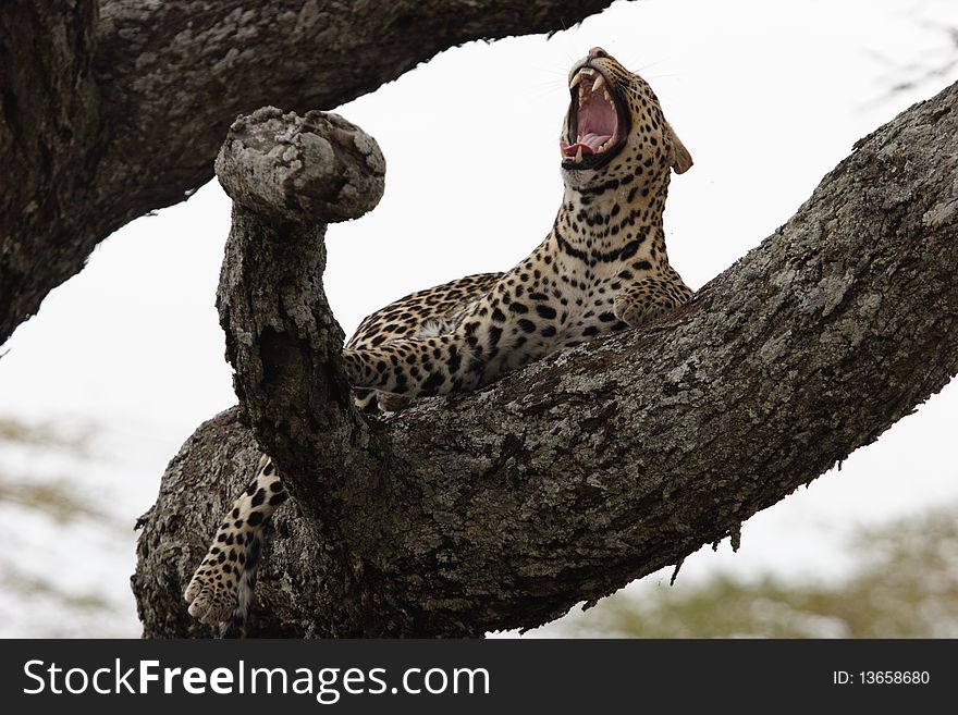 Leopard in the tree in Serengeti National Park