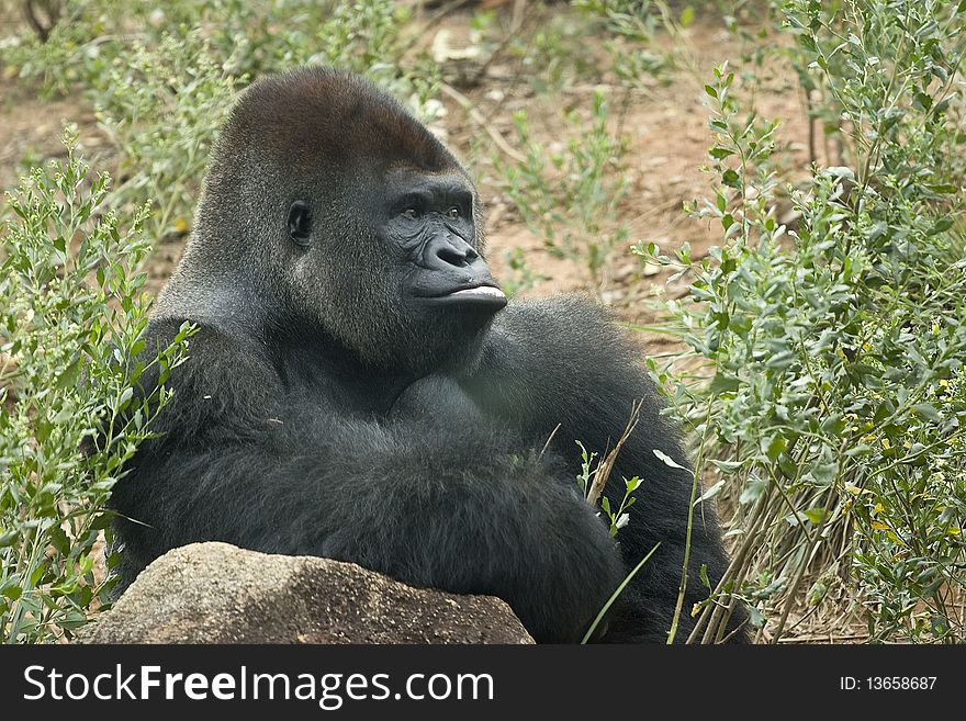 Silverback gorilla seated in natural environment
