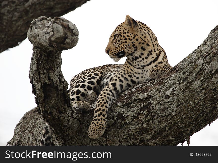 Leopard in the tree in Serengeti National Park