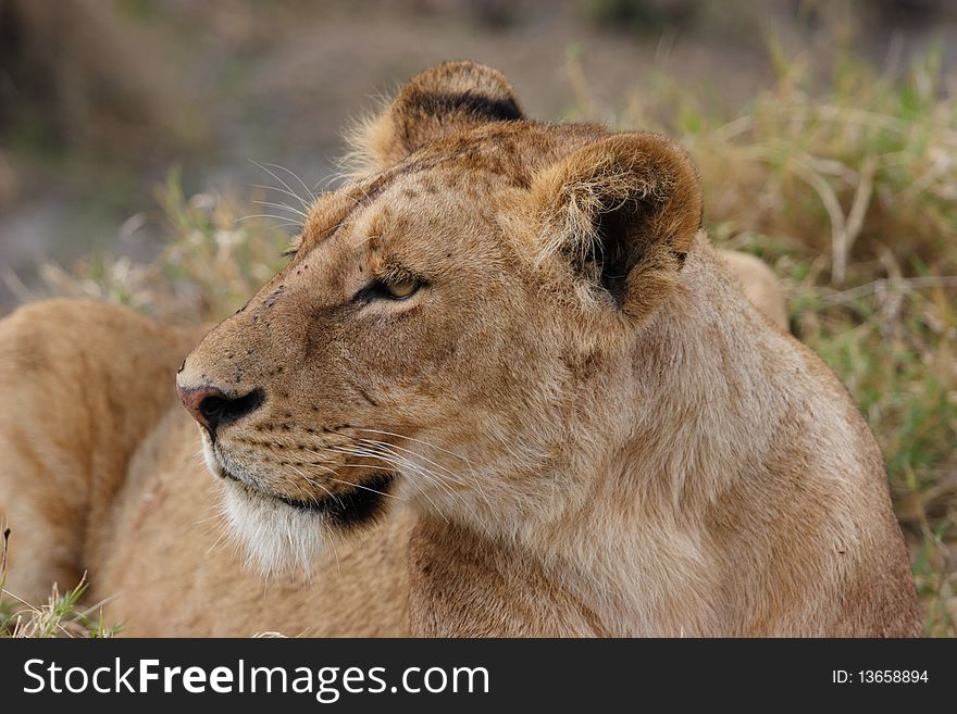 Female lion in high grass.