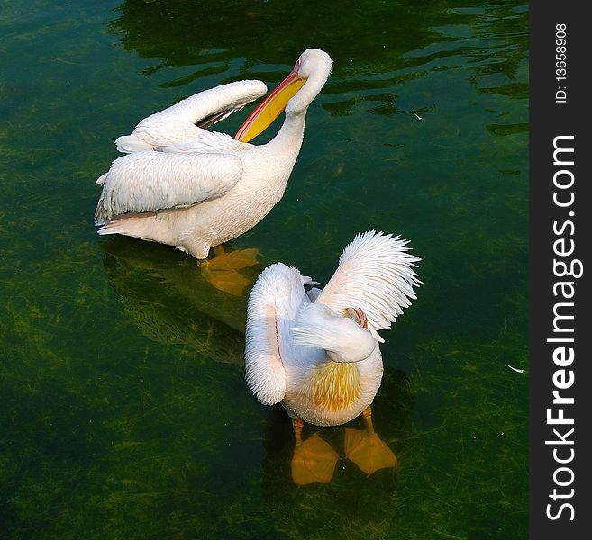 Two white pelicans