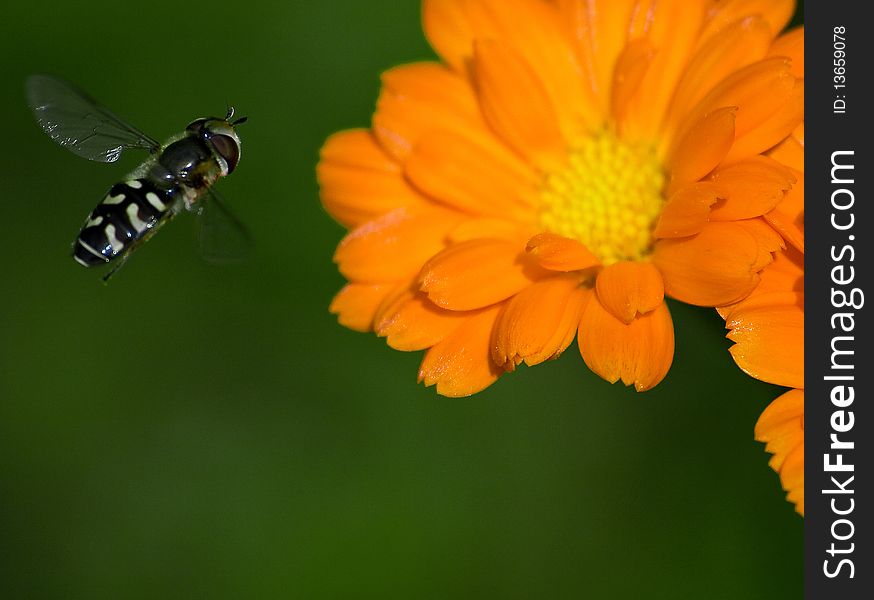 Standing fly with beaufitul orange flower