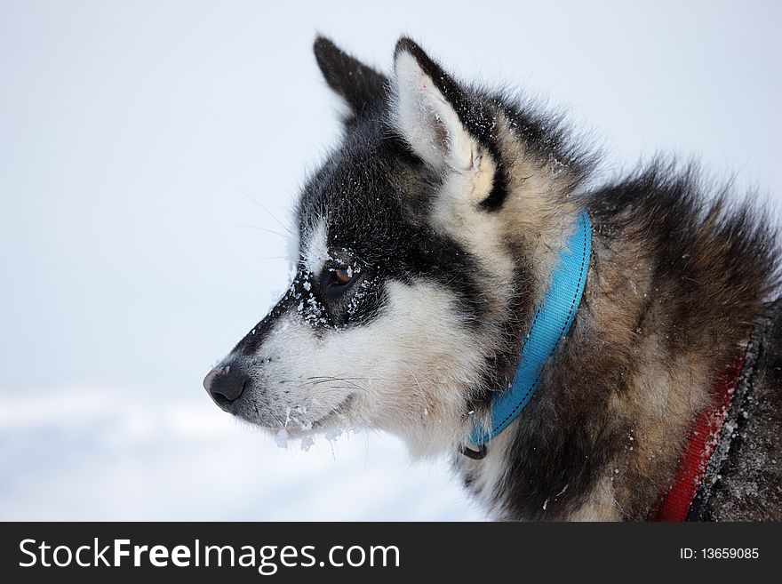 Polar-bear Hunter Sled Dog With Ice In Its Beard