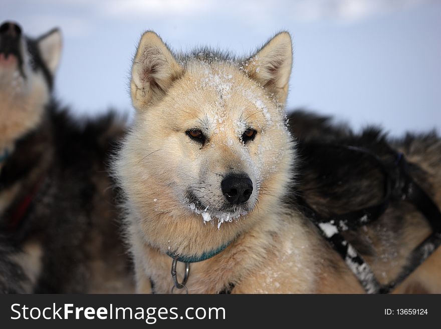 Sled dog or sledge dog belonging to Eskimo polar-bear hunter, East Greenland pack ice, Scoresbysund, the Arctic - taken during wintertime. Sled dog or sledge dog belonging to Eskimo polar-bear hunter, East Greenland pack ice, Scoresbysund, the Arctic - taken during wintertime