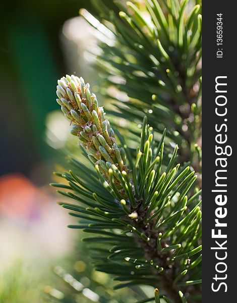 Green pine tree closeup background