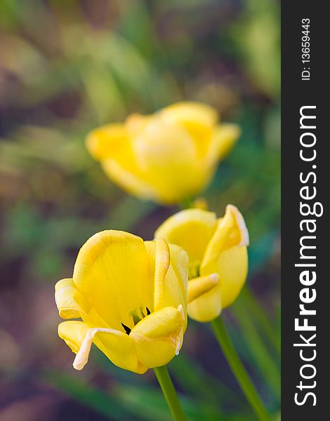 Beautiful yellow tulips lit by daylight sun