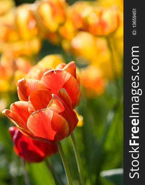 Red and yellow tulips background