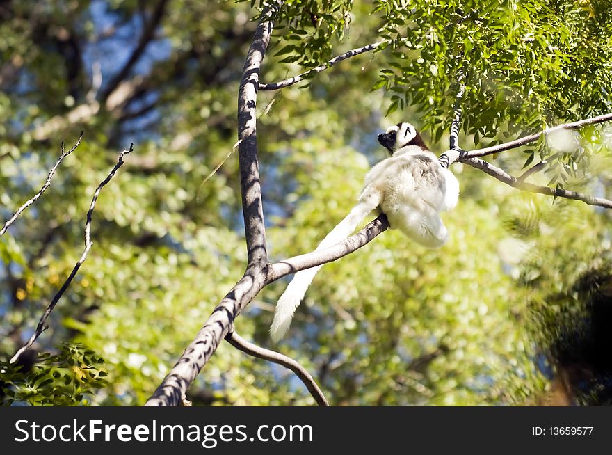 Verreaux's Sifaka laying on a branch