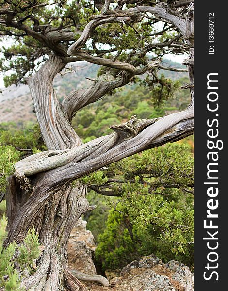 Ancient juniper tree over New World town, Crimea.