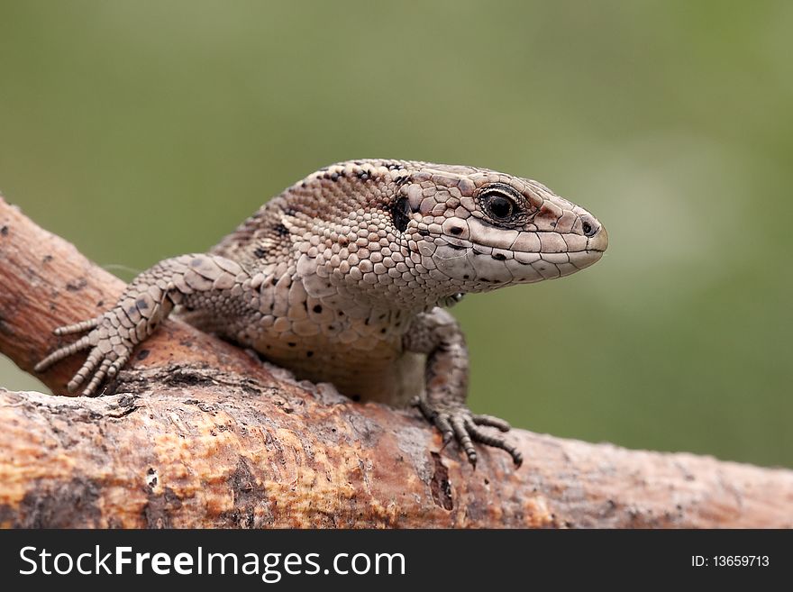 Sand lizard on a tree branch looking at us. Sand lizard on a tree branch looking at us