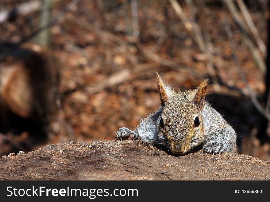 Gray Squirrel In Morning Sun On Stump