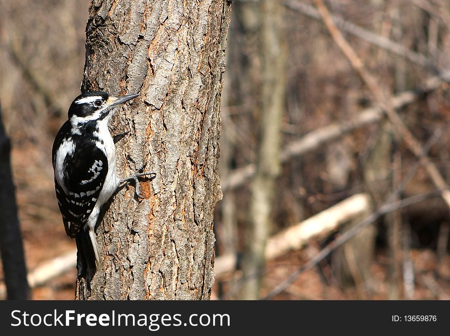 Hairy Woodpecker Female