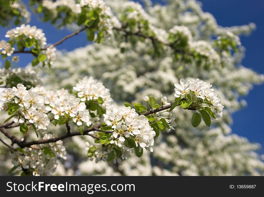 Apple Tree In Blossom