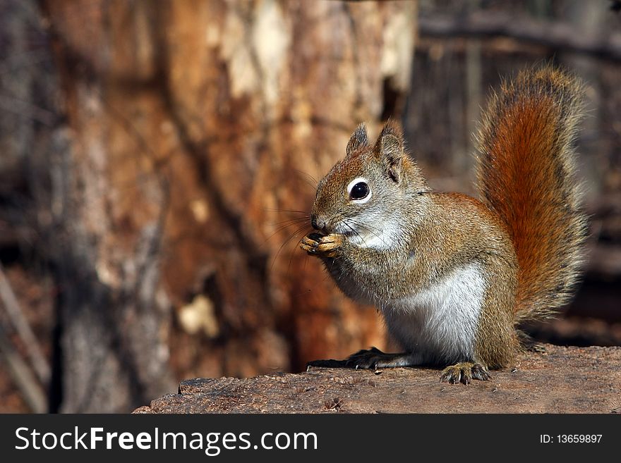 Red Squirrel In Morning Sun Feet Up