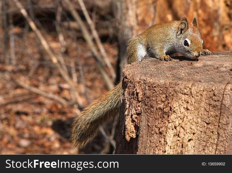 Red Squirrel In Morning Sun On Side Of Stump