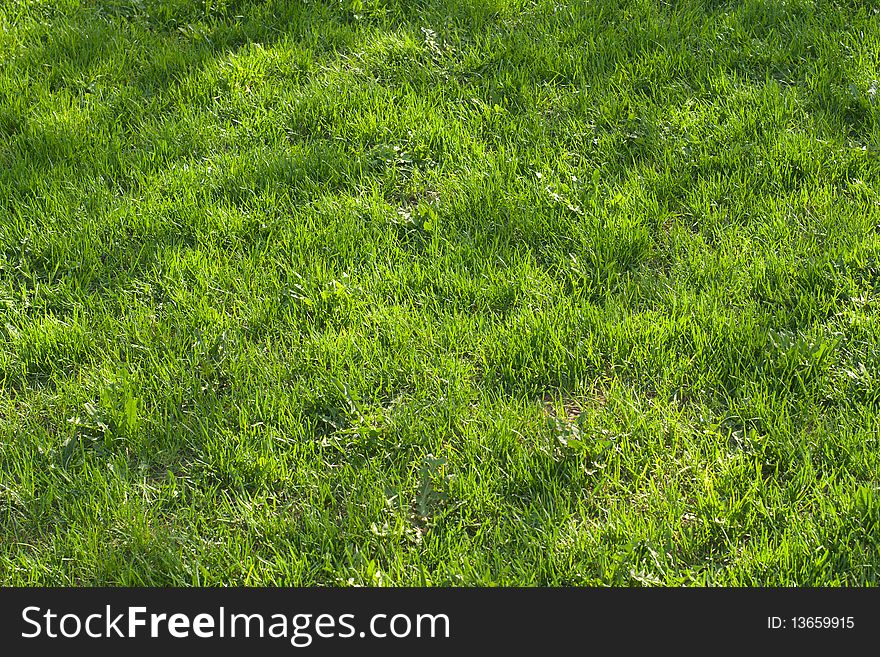 Green grass meadow with sunlight spots